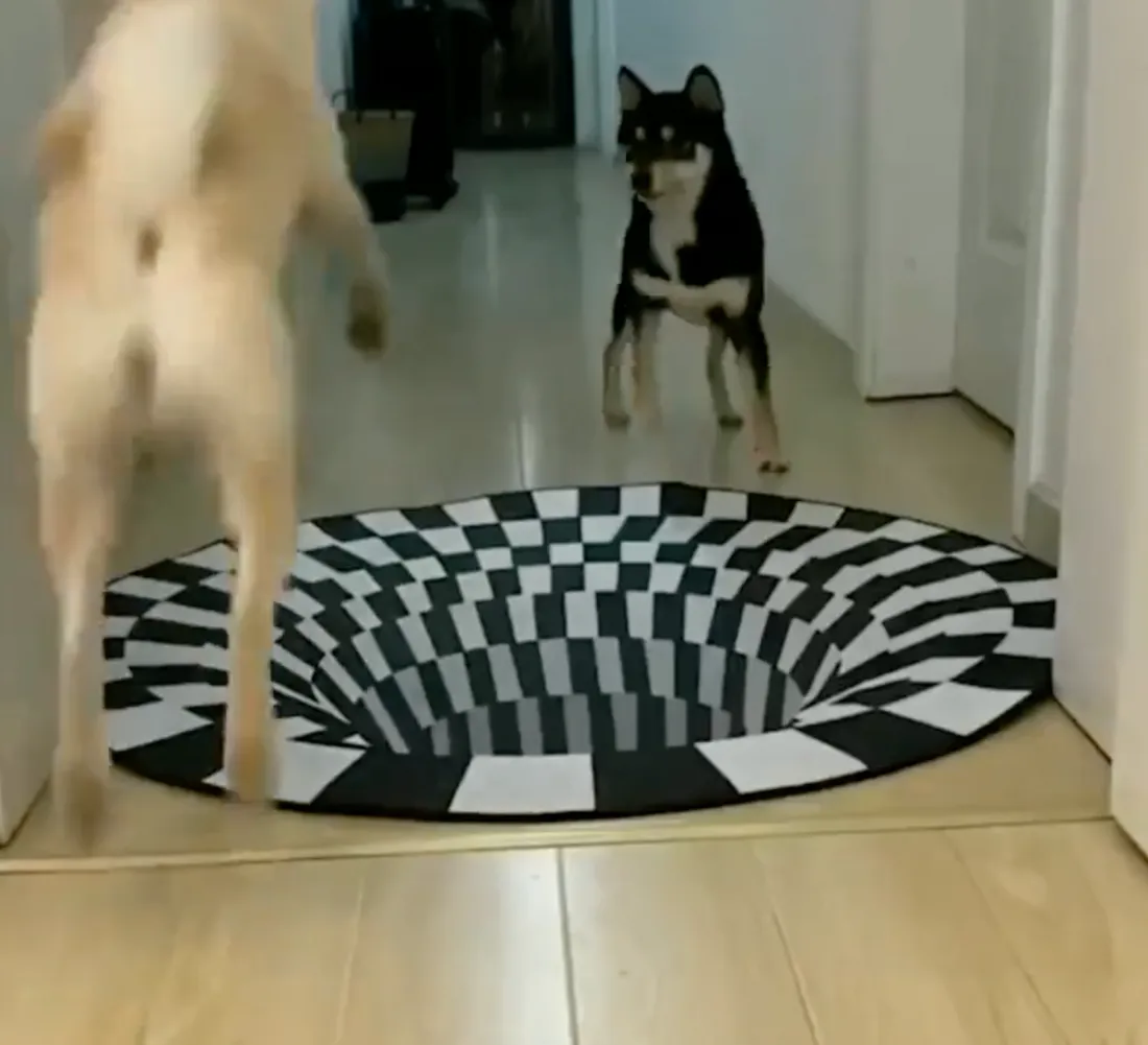 Une illusion d'optique perturbe ce chien